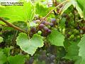 2004-0907Grapes